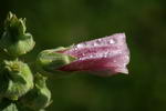 Alcea Rosea